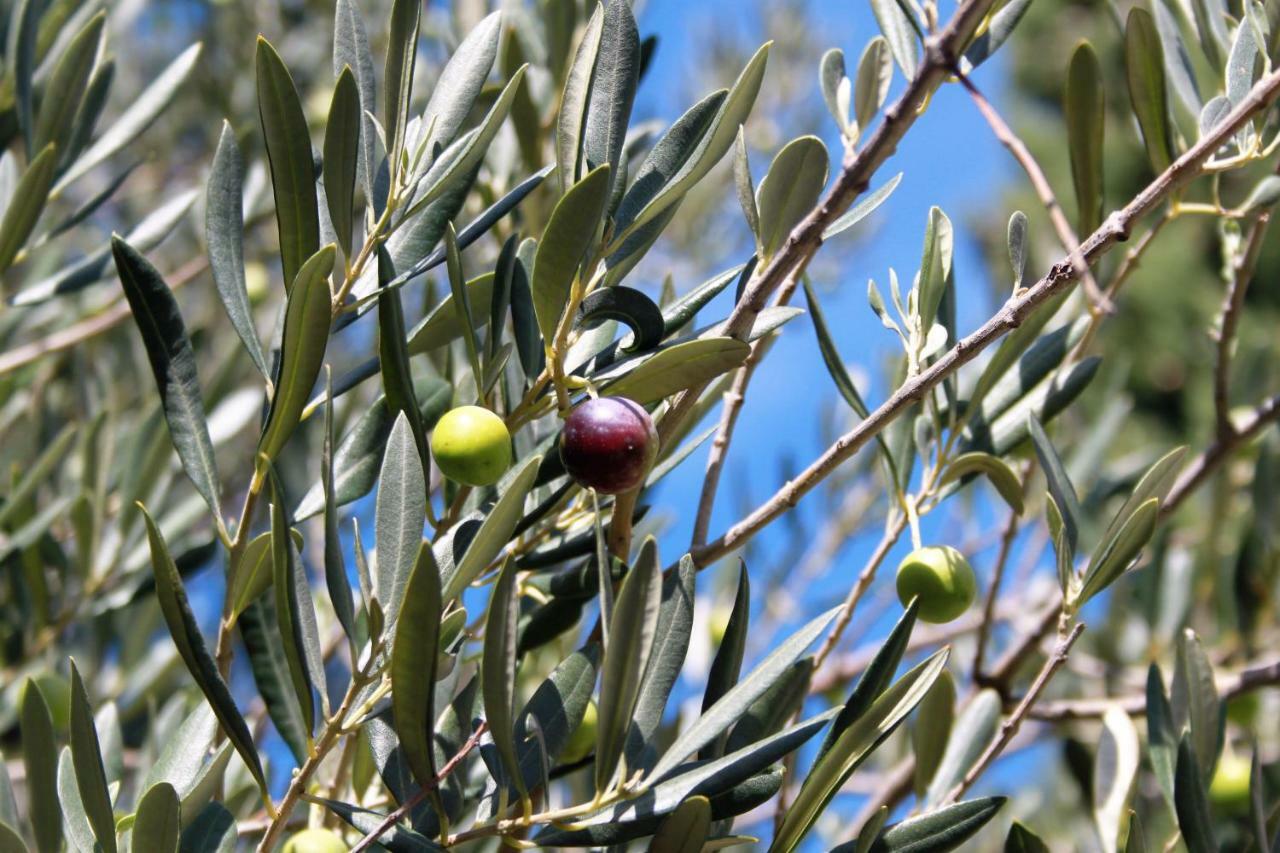 Tribalj Apartmani "Mali Mago" מראה חיצוני תמונה