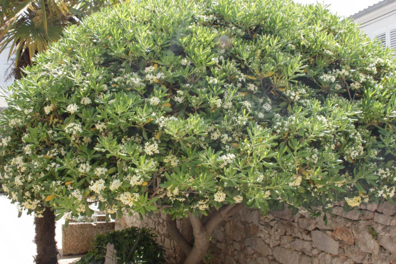 Tribalj Apartmani "Mali Mago" מראה חיצוני תמונה